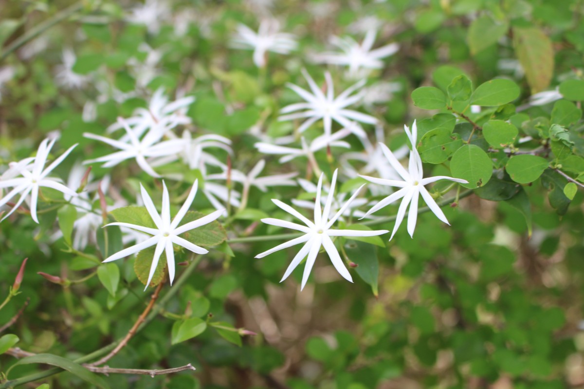 Jasminum